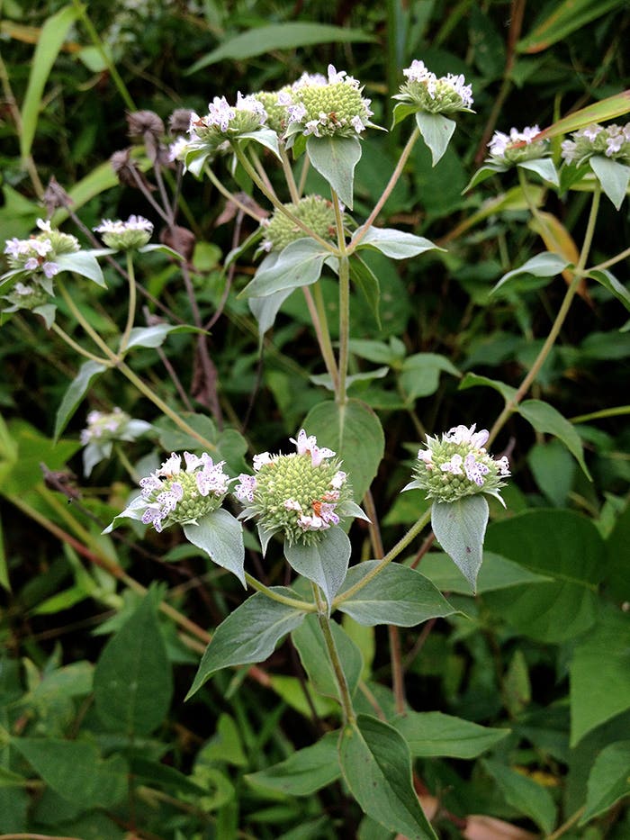 The 2025 Perennial Plant of the Year: Clustered Mountain Mint