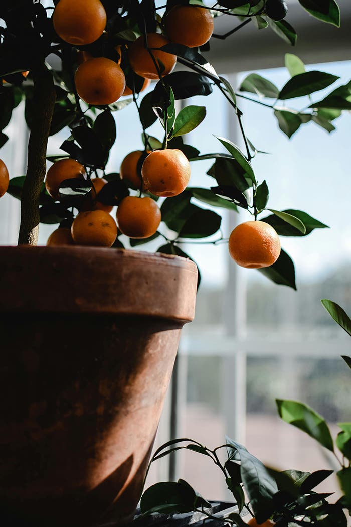 Growing Potted Citrus Trees in the Home and Garden