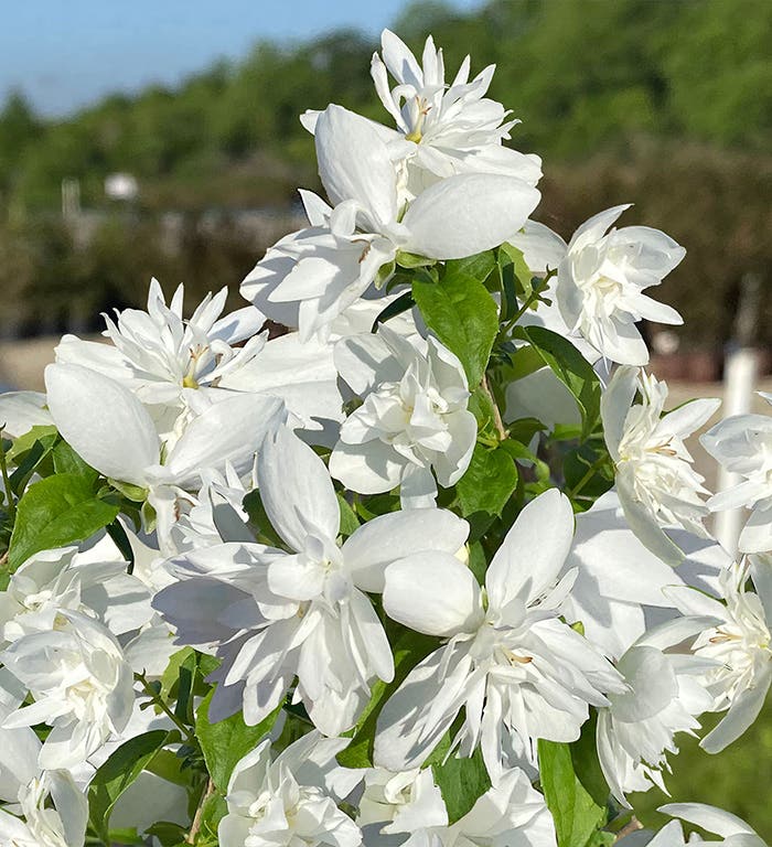 Pearls of Perfume Mock Orange Offers Lengthy and Fragrant Bloom