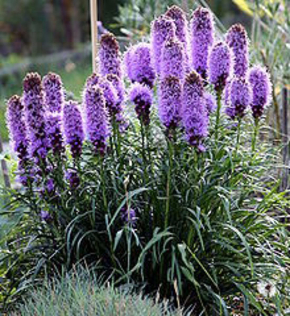 Blazing Star: A Native Perennial With Spiky Purple Flowers ...